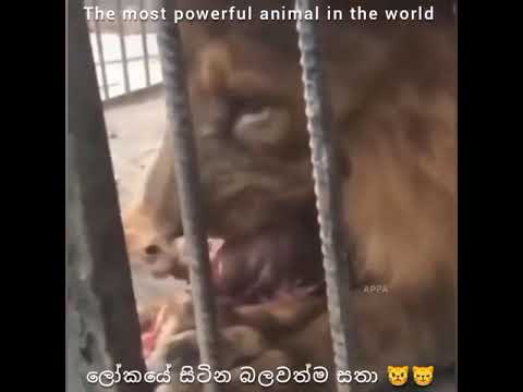 The most powerful animal in the world #animals #cats #funny #power #world