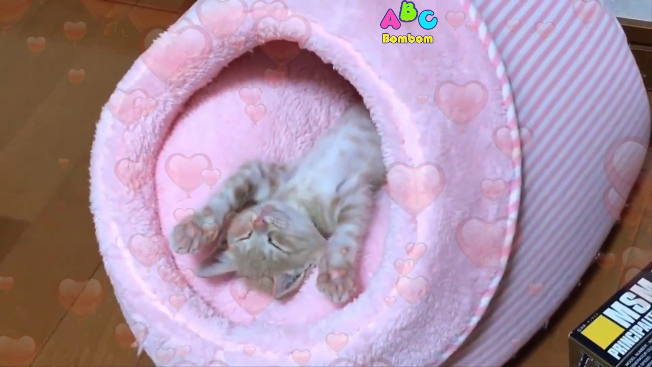 「絶対に笑う」あり得ないことをする犬★おもしろい犬のハプニング, 失敗画像集 #40