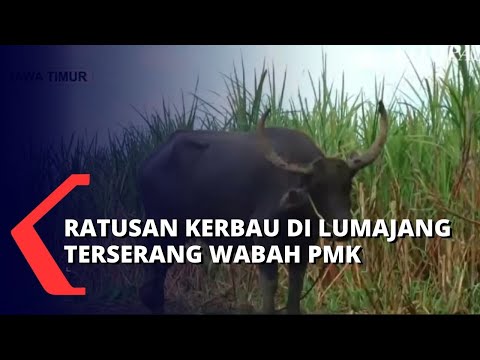 , title : 'Tak Hanya Sapi, Puluhan Ekor Kerbau di Lumajang Juga Terinfeksi Wabah PMK!'