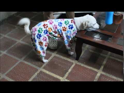 pijama para perritos Mascotines