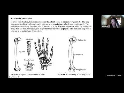 Lab Exercises 6 & 7 (Intro to Skeletal and Axial Skeleton)