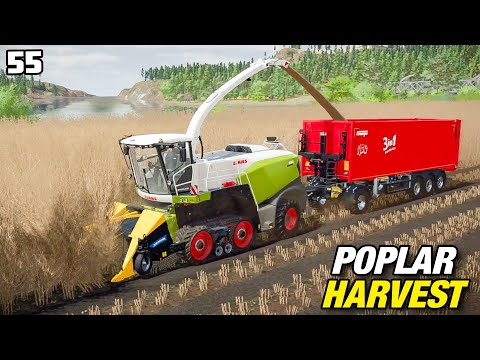 HOW MUCH WILL WE MAKE? POPLAR HARVEST | FS22 Platinum Edition - Episode 55