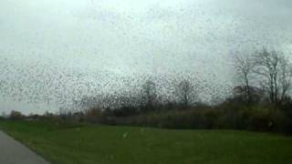 Clearing birds from Runway.