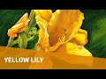 Watercolor painting - Yellow lily 