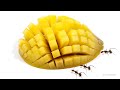 Timelapse Ants vs Mango