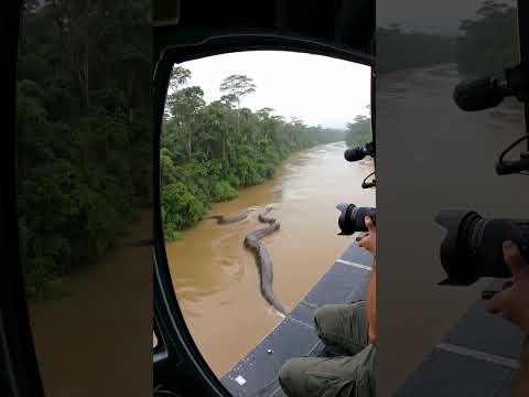 Helicopter Crew Spots Monster Anaconda in Amazon River 😱🌀 Close-Up at the End 😱