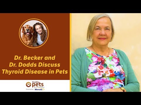 Dr. Becker and Dr. Dodds Discuss Thyroid Disease in Pets