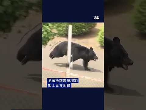 日本再傳「熊害」 四人遭黑熊攻擊