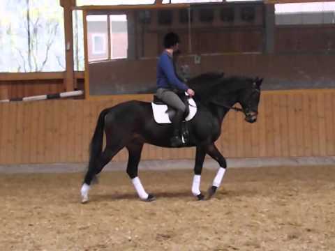 Trakehner Wallach *2011 von Kentucky - Couracius - E.H. Partout