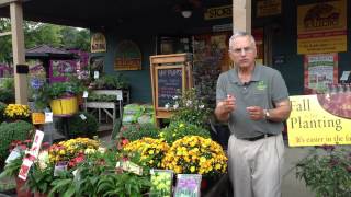 Fall Planting Tips - How to plant bulbs