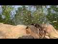 Baby Monkey Won T Leave Mother S Side Monkeys Nature Heartwarming