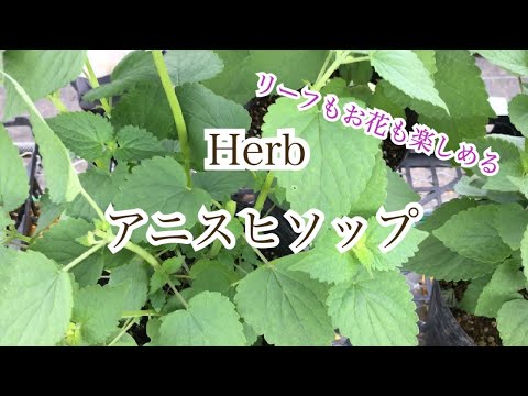 ライムヒソップ 植物