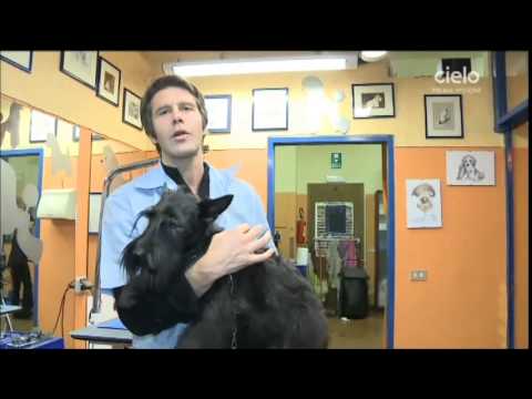 IL PRINCIPIANTE - Una seconda opportunità