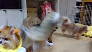 フライングディスクチャレンジするあすか