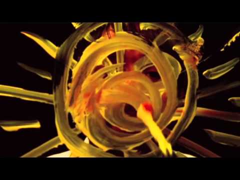 Peter Bjorn and John 'Gimme Some' - Full Album Music Video