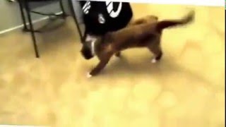 Funny Animal Videos  mp4