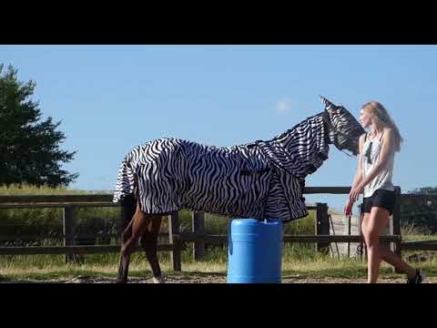 MUSTANG MAKEOVER 2018 Team Lina (TAG 4221) - Update 5