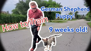 How to Train German Shepherd Puppy 9 weeks old!