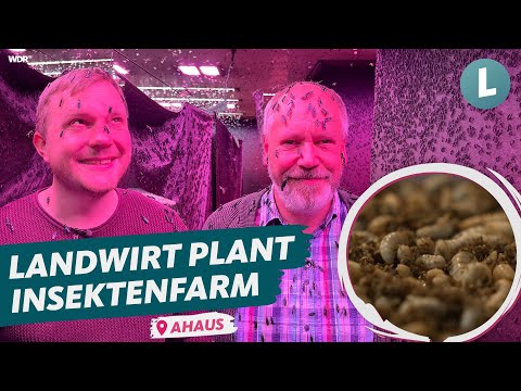Fliegenlarven statt Schweinemast 🪰 | WDR Lokalzeit Land.Schafft.