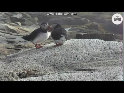 Puffin Love 05.24.2016