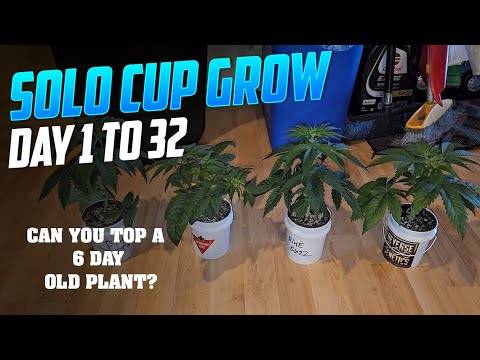 Seed to Harvest Guide to Growing Solo Cups, Spiderfarmer SE-5000 