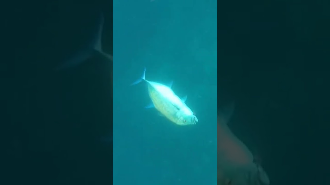 YouTube Short thumbnail