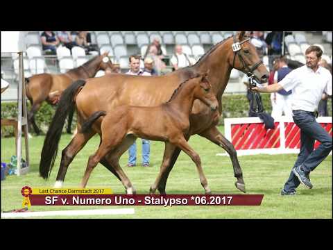 SF v. Numero Uno / Stalypso