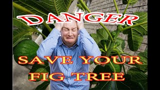Danger! watch this before your fig tree dies! Dangerous Pests for your fig tree.
