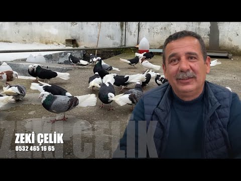 Dönek Güvercin Sohbeti Zeki Çelik (Yıkamacı)