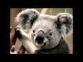 Paula The Koala Song 