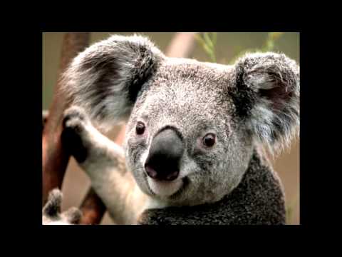 Paula The Koala Song