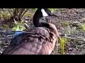 Woman Saves Canada Goose Was Found With A 15 Inch Arrow In Its Wing In Montreal