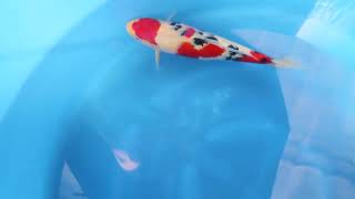 video van Meerstaps Sanke SA-V24-01311