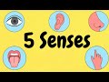 My 5 Senses Song Fun Learning Song For Kids