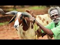 MUTTON With JACKFRUIT Gravy By Daddy Arumugam And World Food Tube Village Food Factory