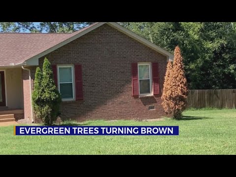 Why are evergreen trees dying in Middle Tennessee?