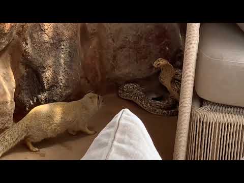 Yellow Mongoose vs Cape Cobra