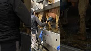 Download lagu 🐄✨ Dari Membersihkan hingga Berinovasi: Sehari dalam Kehidupan Gadis-Gadis Petani Modern mp3 Download lagu 🐄✨ Dari Membersihkan hingga Berinovasi: Sehari dalam Kehidupan Gadis-Gadis Petani Modern mp3