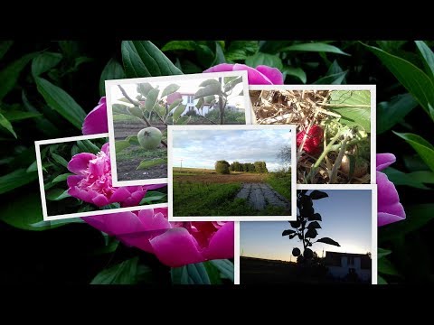 Jabole moje pole !!!(Naspawani - Jabole (Official Video) Disco Polo 2018)!!!