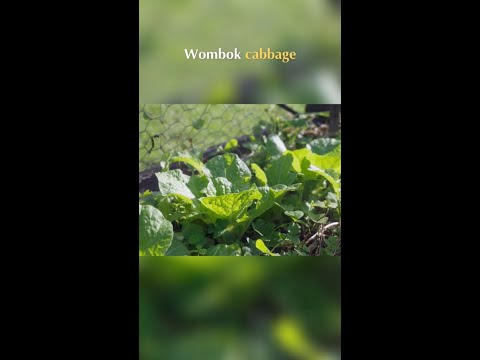 Fast Food Garden: Quick Greens & Radishes at Home