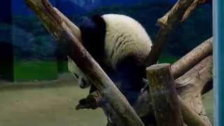 preview picture of video 'Giant pandaa Yuan Zai 圓仔 (cub) at Taipei Zoo, Taiwan, November 2014'