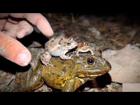Grenouille folle / vidéos de grenouilles / vidéos de grenouilles drôles / grenouille qui saute / ...
