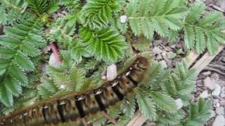 Oak Eggar Caterpillar.wmv