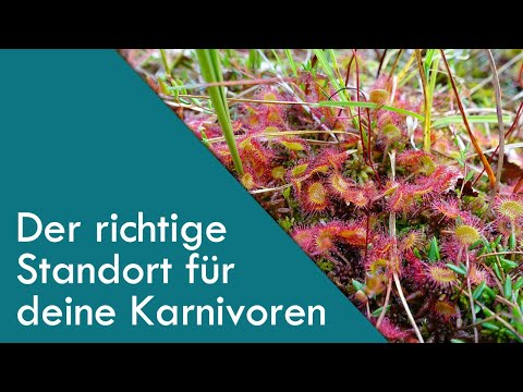 , title : 'Wissen: Der richtige Standort für deine fleischfressenden Pflanzen | Karnivoren | #3'