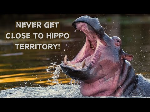 Hippopotamus: Intimidating with Unique Adaptations!