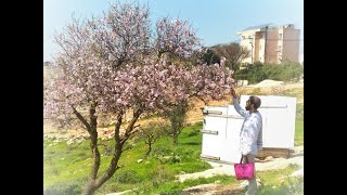 תפילת הלל // א' דחוה''מ פסח תש''ף (להקת מזמור שיר) - התמונה מוצגת ישירות מתוך אתר האינטרנט יוטיוב. זכויות היוצרים בתמונה שייכות ליוצרה. קישור קרדיט למקור התוכן נמצא בתוך דף הסרטון