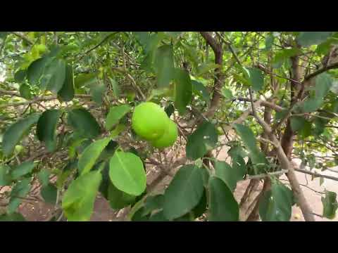 Sítio 27,5 ha em Flores GO | Represa e Curral | Formado no Capim | R$ 300 Mil