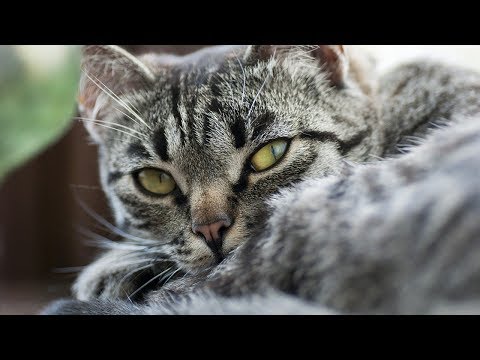 How to Tell if Your Cat Has a Food Intolerance - Method 2