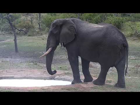 Djuma: Lone Elephant bull at the pan - 15:54 - 10/19/21