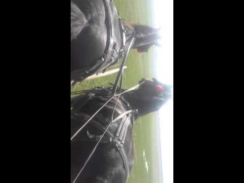 Cei mai frumosi cai din zona Olari Prahova